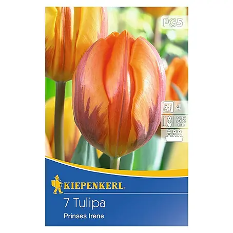 Kiepenkerl  Frühlingsblumenzwiebeln Tulpe 'Prinses Irene'