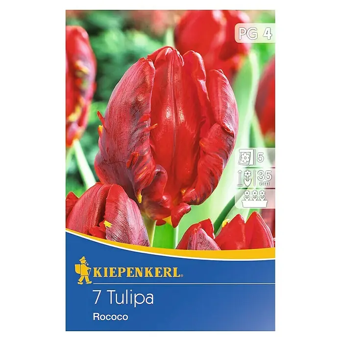 Kiepenkerl Frühlingsblumenzwiebeln Tulpe 'Rococo' - Tulipa x hybride - Vorderansicht