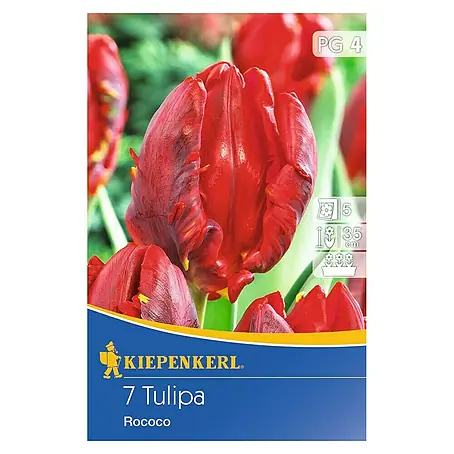 Kiepenkerl  Frühlingsblumenzwiebeln Tulpe 'Rococo'