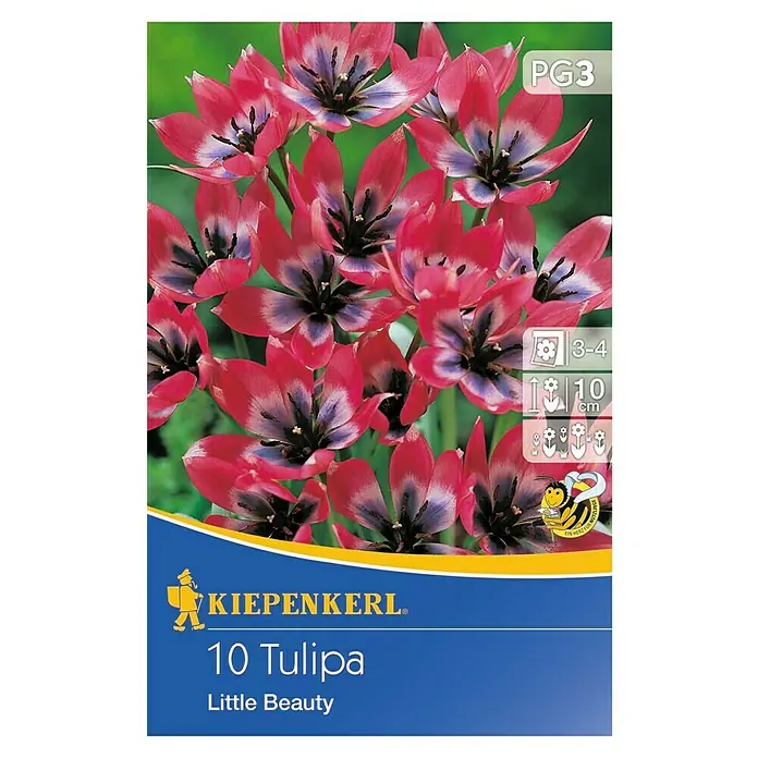 Kiepenkerl Frühlingsblumenzwiebeln Tulpe 'Little Beauty' - Tulipa x hybride - Vorderansicht
