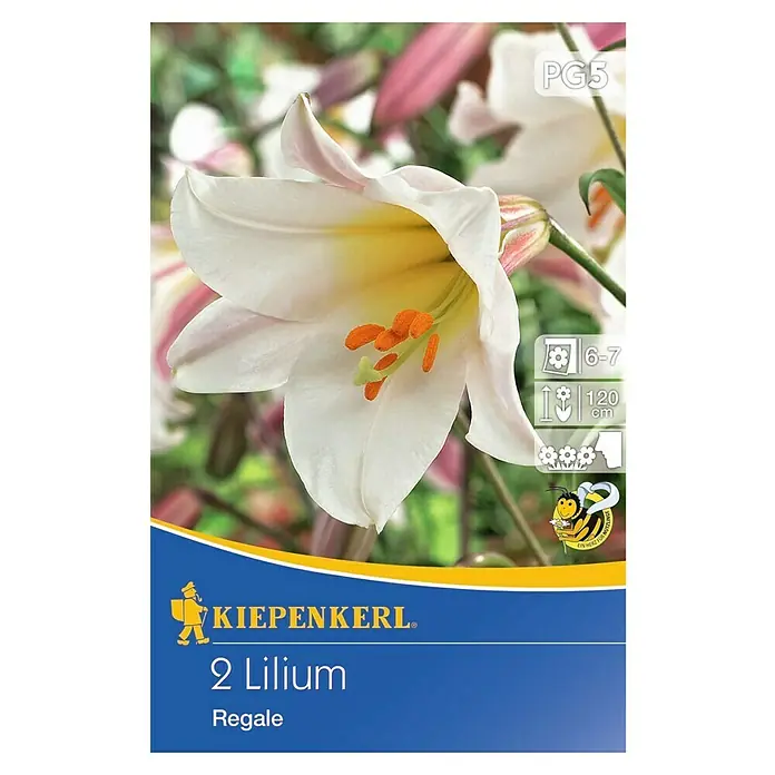 Sommerblumenzwiebeln Königslilie - Lilium regale, 2 Stk. - Vorderansicht