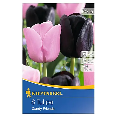 Kiepenkerl  Frühlingsblumenzwiebeln Tulpe 'Candy Friends'