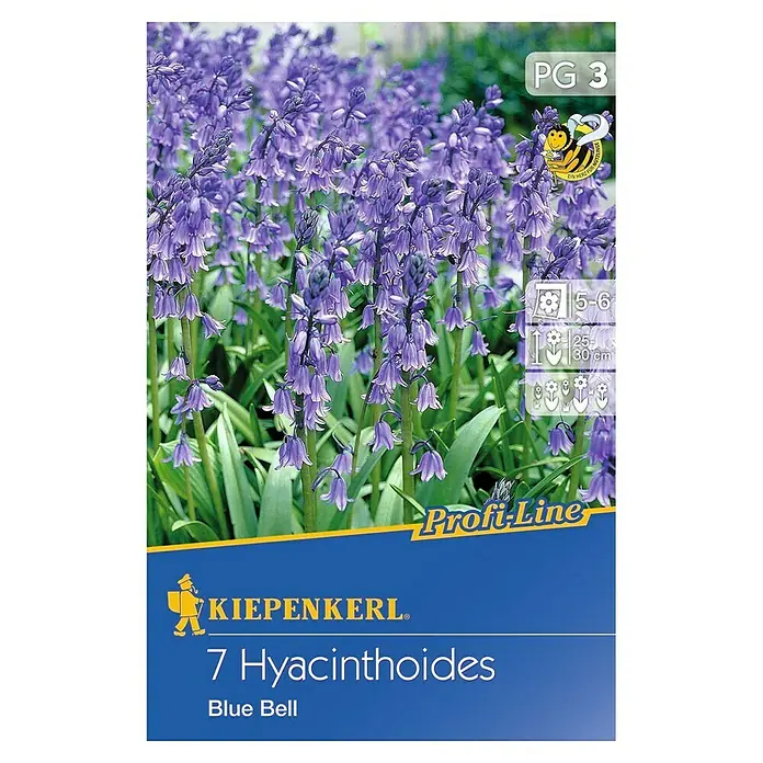 Kiepenkerl Frühlingsblumenzwiebeln Hasenglöckchen 'Blue Bell' - Hyacinthoides non-scripta 'Blue Bell', 7 Stk. - Vorderansicht