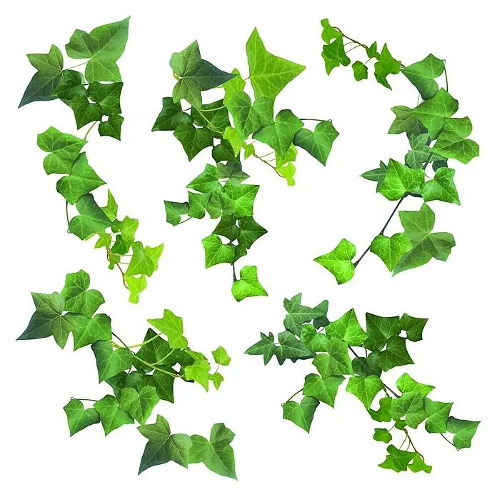 Adhesivos decorativos Hiedra Verde - Lámina autoadhesiva, 31 x 31 cm, Verde - Vista descendente