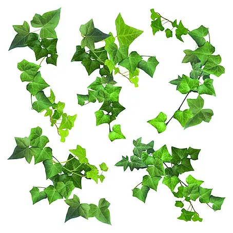 Adhesivos decorativos Hiedra Verde