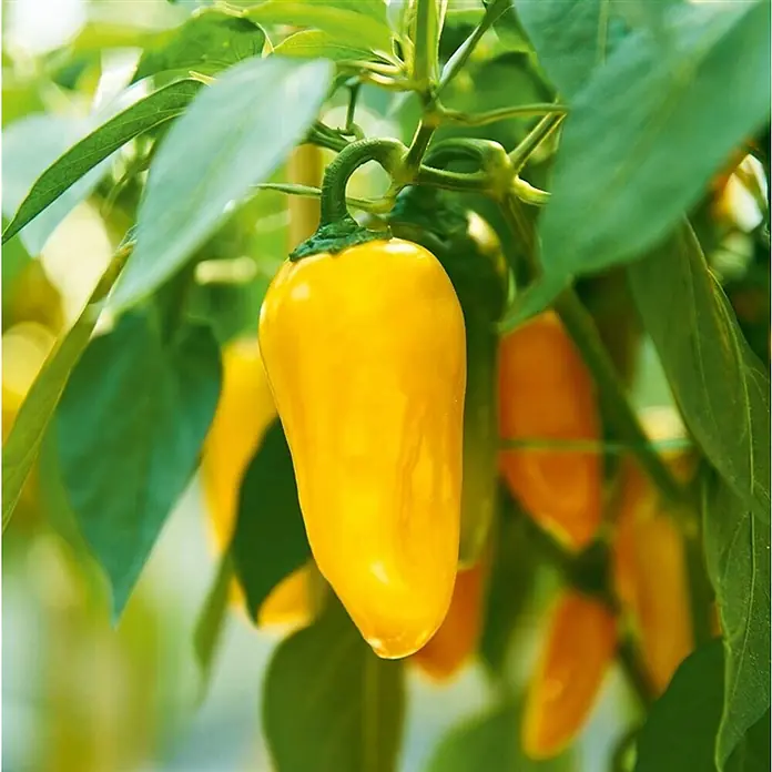 Piardino Paprika Lubega - Capsicum annuum 'Lubega', 19 cm, Erntezeit: Juni - Oktober, Farbe Frucht: Gelb - Stimmungsaufnahme