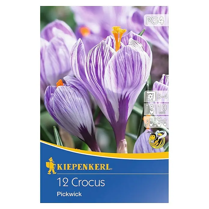 Kiepenkerl Frühlingsblumenzwiebeln Krokus 'Pickwick' - Crocus vernus 'Pickwick', 12 Stk. - Vorderansicht