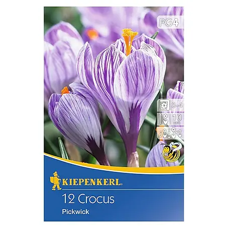 Kiepenkerl  Frühlingsblumenzwiebeln Krokus 'Pickwick'
