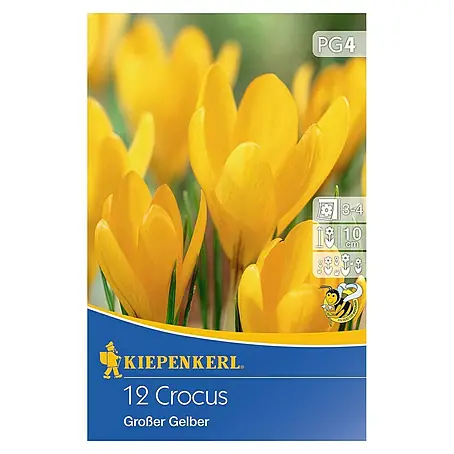 Kiepenkerl  Frühlingsblumenzwiebeln Krokus 'Großer Gelber'