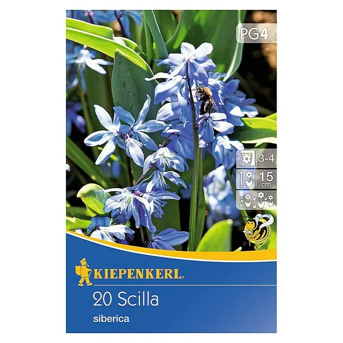 Kiepenkerl Frühlingsblumenzwiebeln Sibirisches Blausternchen - Scilla siberica, 20 Stk. - Vorderansicht