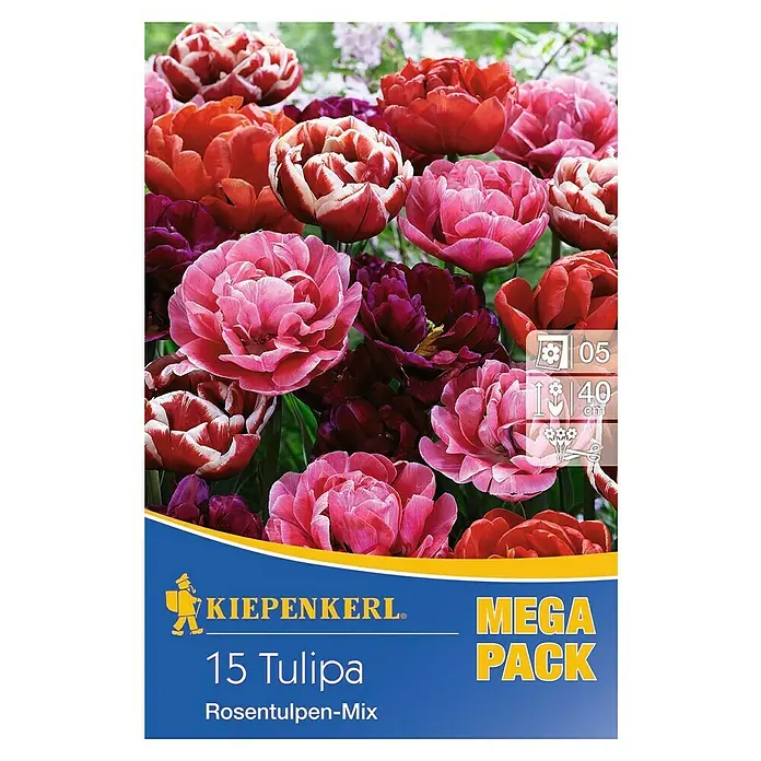 Kiepenkerl Frühlingsblumenzwiebeln Tulpe 'Riesentulpen Mix' - Tulipa x hybride - Vorderansicht