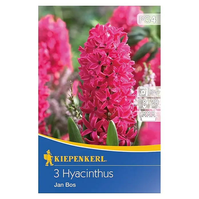 Kiepenkerl Frühlingsblumenzwiebeln Hyazinthe 'Jan Bos' - Hyacinthus, 3 Stk. - Vorderansicht