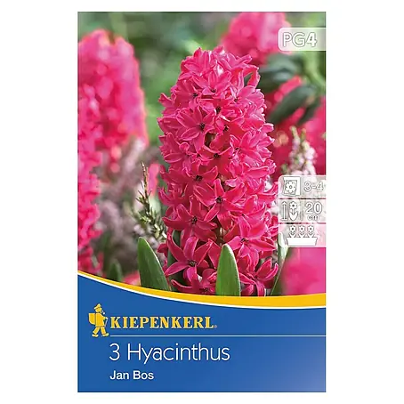 Kiepenkerl  Frühlingsblumenzwiebeln Hyazinthe 'Jan Bos'