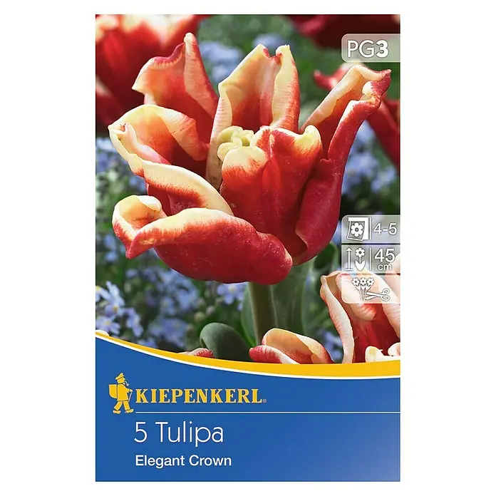 Kiepenkerl Frühlingsblumenzwiebeln Tulpe 'Elegant Crown' - Tulipa x hybride, 5 Stk. - Vorderansicht