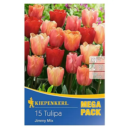 Kiepenkerl  Frühlingsblumenzwiebeln Tulpe 'Jimmy Mix'