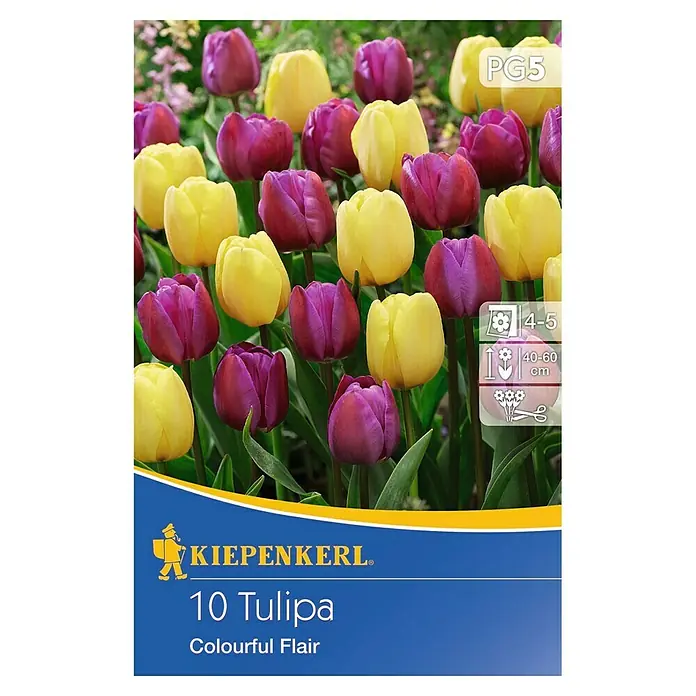 Kiepenkerl Frühlingsblumenzwiebeln Tulpe 'Colorful Flair' - Tulipa x hybride - Vorderansicht
