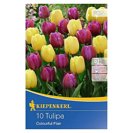 Kiepenkerl  Frühlingsblumenzwiebeln Tulpe 'Colorful Flair'