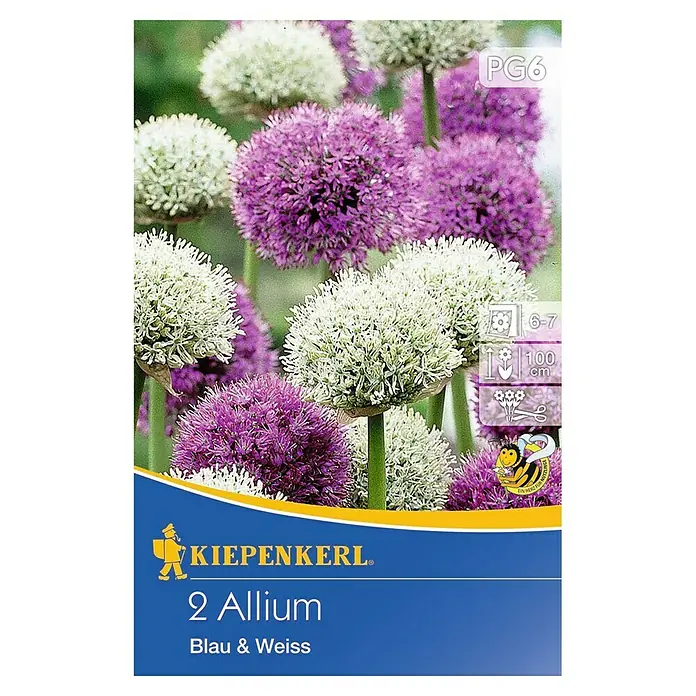Kiepenkerl Frühlingsblumenzwiebeln Zierlauch Blau & Weiß - Allium, 2 Stk. - Vorderansicht