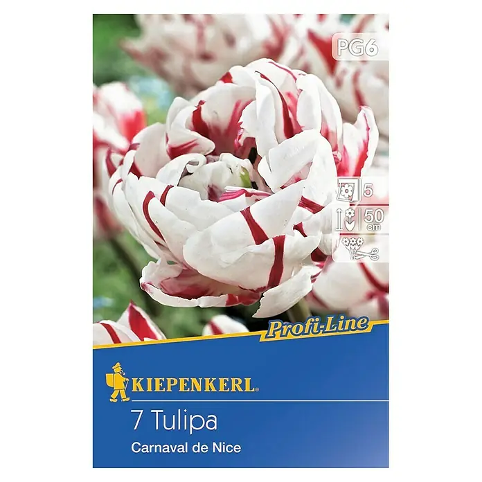 Kiepenkerl Frühlingsblumenzwiebeln Tulpe 'Carnaval de Nice' - Tulipa x hybride - Vorderansicht
