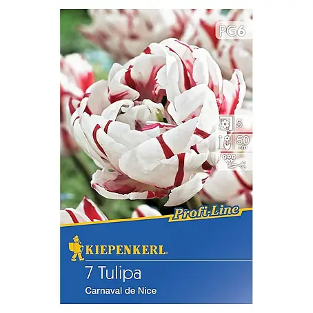 Kiepenkerl  Frühlingsblumenzwiebeln Tulpe 'Carnaval de Nice'