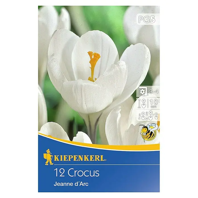Kiepenkerl Frühlingsblumenzwiebeln Krokus 'Jeanne d'Arc' - Crocus vernus 'Jeanne d'Arc', 12 Stk. - Vorderansicht