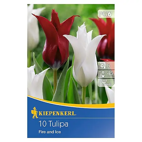 Kiepenkerl  Frühlingsblumenzwiebeln Tulpe 'Fire and Ice'