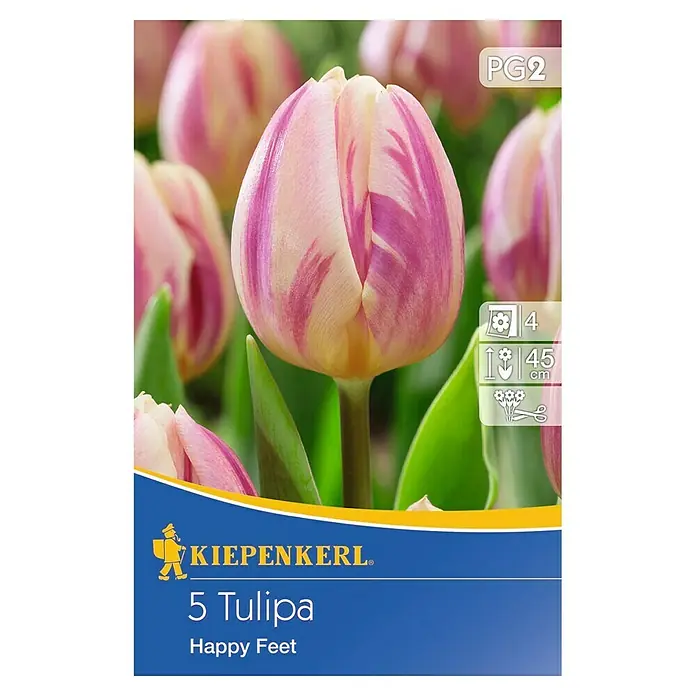 Kiepenkerl Frühlingsblumenzwiebeln Tulpe 'Happy Feet' - Tulipa x hybride, 5 Stk. - Vorderansicht