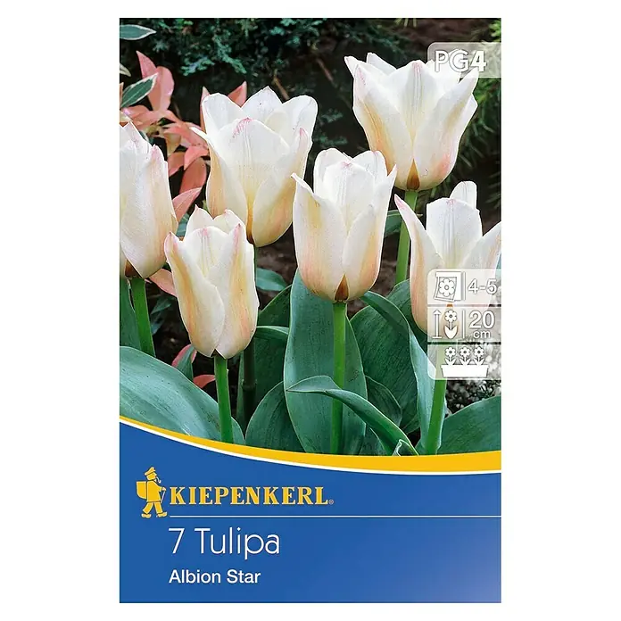 Kiepenkerl Frühlingsblumenzwiebeln Tulpe 'Albion Star' - Tulipa x hybride, 7 Stk. - Vorderansicht