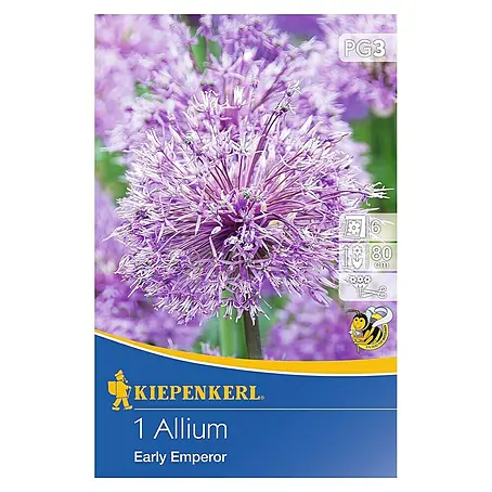Kiepenkerl  Sommerblumenzwiebeln Zierlauch 'Early Emperor'