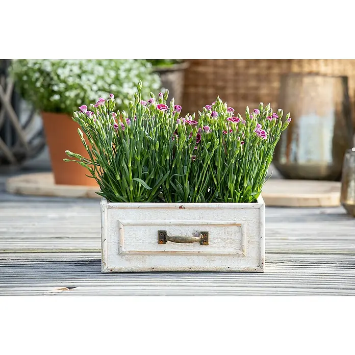 Piardino Gartennelke - Dianthus caryophyllus 'Pink Kisses', Topfgröße: 17 cm, Lila/Weiß - Stimmungsaufnahme