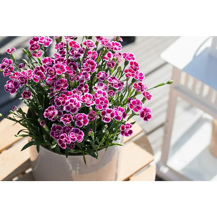 Piardino Gartennelke - Dianthus caryophyllus 'Pink Kisses', Topfgröße: 17 cm, Lila/Weiß - Stimmungsaufnahme