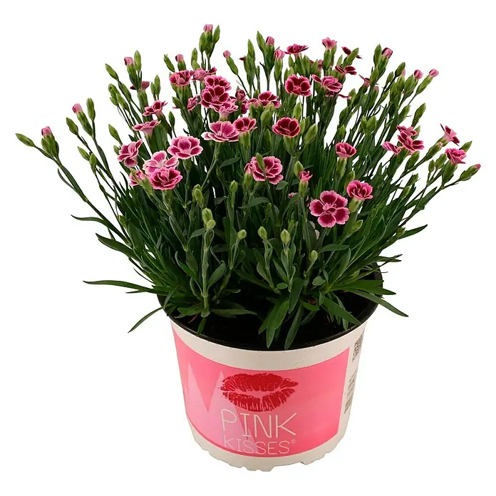 Piardino Gartennelke - Dianthus caryophyllus 'Pink Kisses', Topfgröße: 17 cm, Lila/Weiß - Vorderansicht