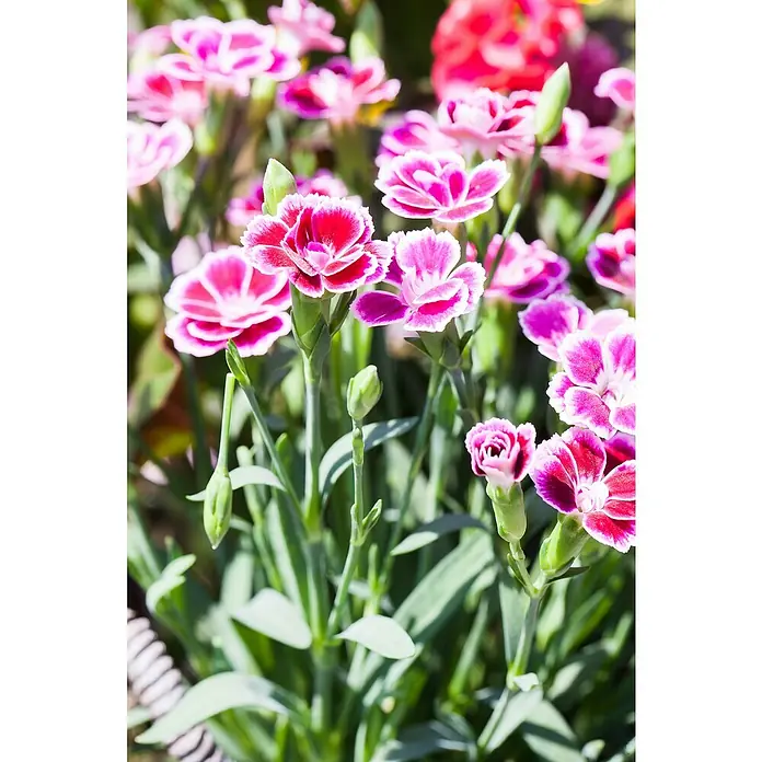 Piardino Gartennelke - Dianthus caryophyllus 'Pink Kisses', Topfgröße: 17 cm, Lila/Weiß - Detailaufnahme