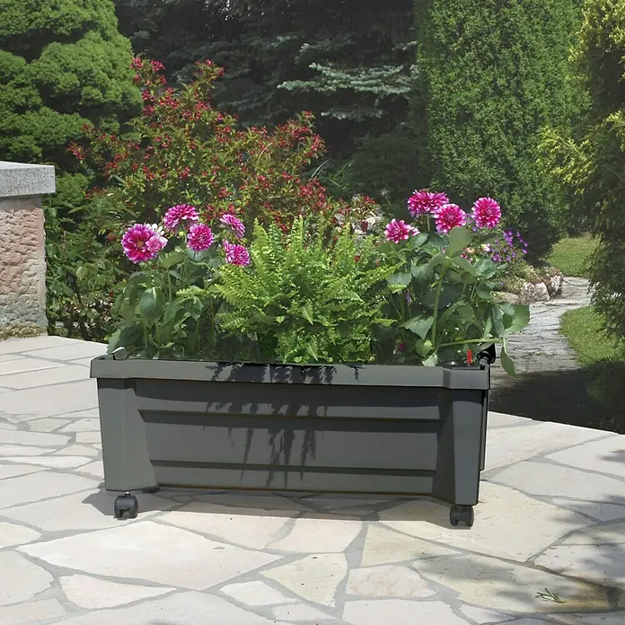 KHW Pflanzkasten Calypso - Außenmaß (L x B x H): 79 x 35 x 33 cm, Kunststoff, Anthrazit, Ohne Rankgitter - Stimmungsaufnahme