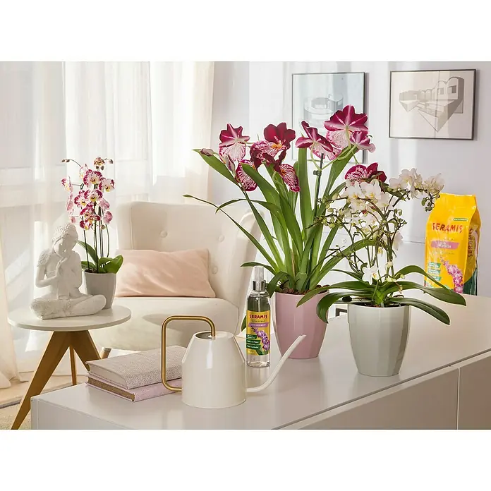 Seramis Orchideen-Granulat - 7 l - Stimmungsaufnahme