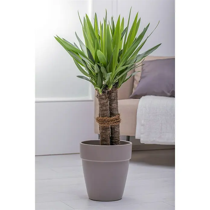 Piardino Palmlilie mit Kordel - Yucca elephantipes, Topfgröße: 24 cm, 3 Stämme - Stimmungsaufnahme
