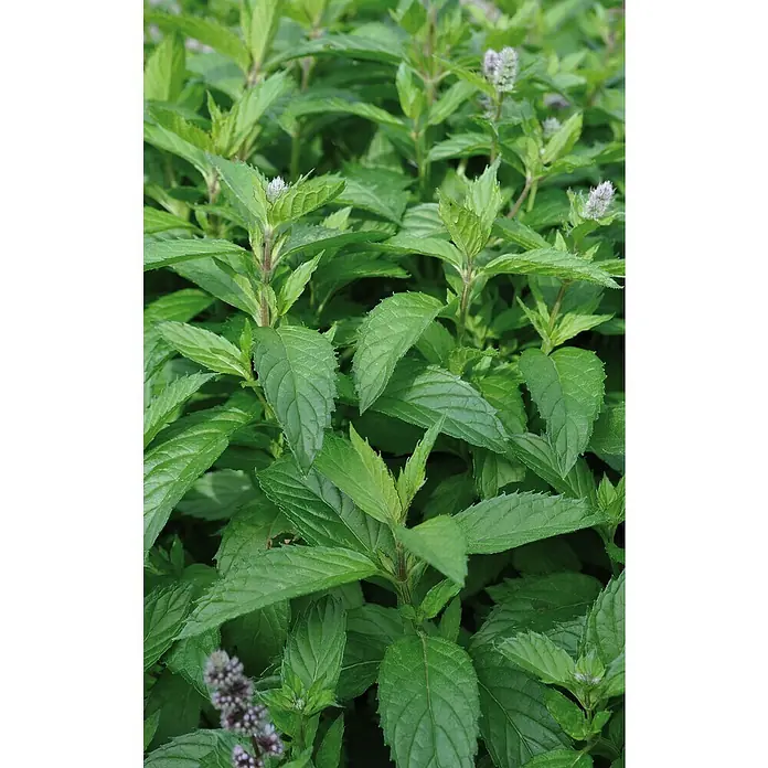 Piardino Bio Pfefferminze - Mentha x piperita 'Citaro', Topfgröße: 12 cm - Detailaufnahme