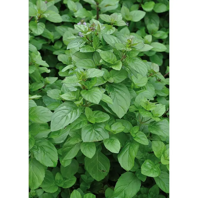 Piardino Minze - Mentha x piperita 'Orangenminze', Topfgröße: 12 cm - Detailaufnahme