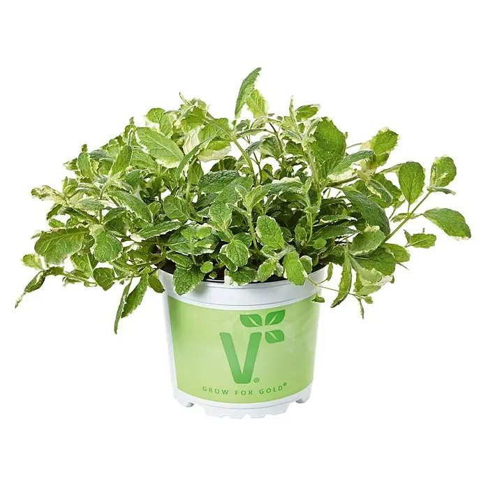 Piardino Ananasminze - Mentha suaveolens 'Variegata', Topfgröße: 12 cm - Vorderansicht