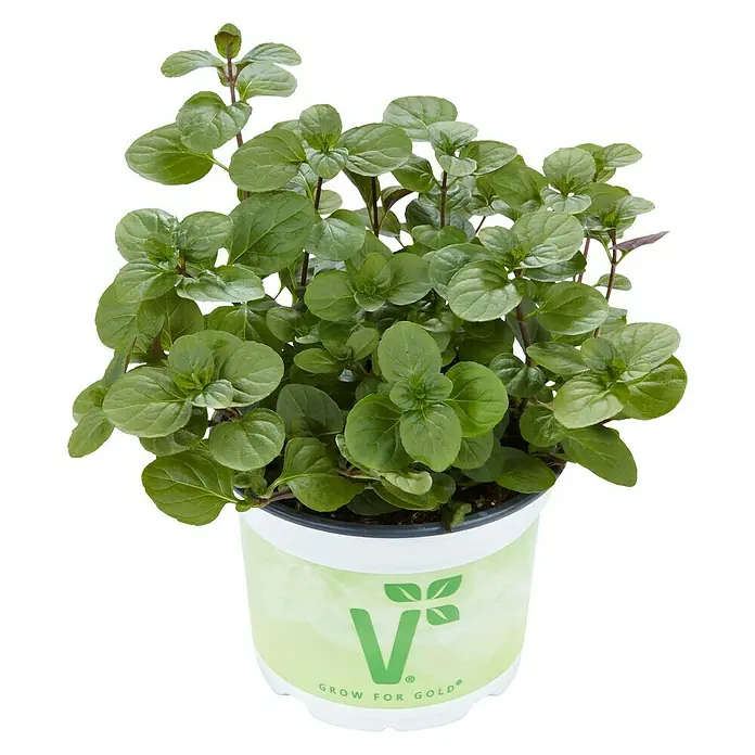 Piardino Minze - Mentha x piperita 'Orangenminze', Topfgröße: 12 cm - Vorderansicht