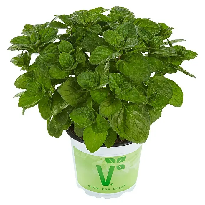 Piardino Grapefruitminze Bio - Mentha suaveolens 'Grapefruit', Topfgröße: 12 cm - Vorderansicht