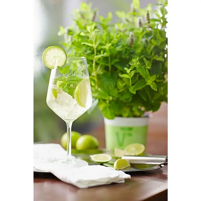 Piardino Minze - Mentha spicata, Topfgröße: 12 cm - Anwendungsbeispiel
