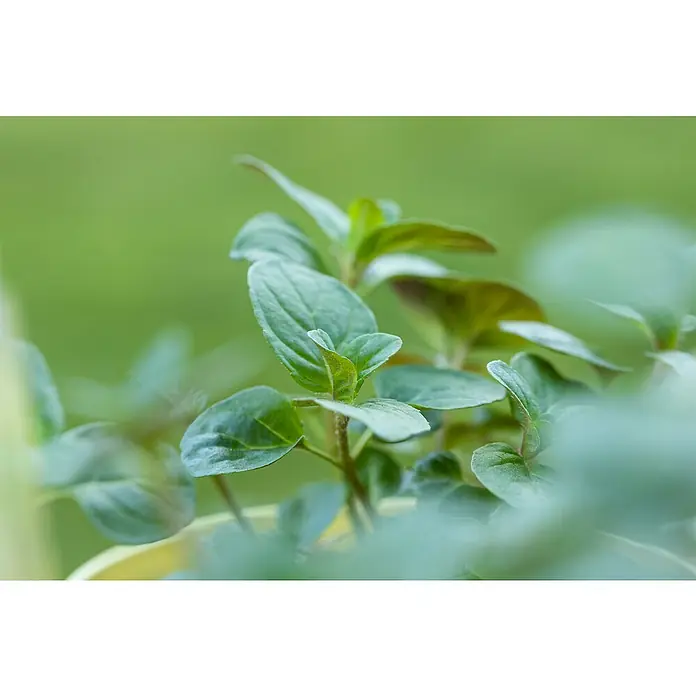 Piardino Grapefruitminze Bio - Mentha suaveolens 'Grapefruit', Topfgröße: 12 cm - Detailaufnahme
