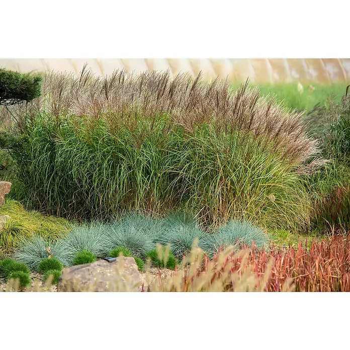 Piardino Garten-Chinaschilf - Miscanthus sinensis 'Red Chief', Topfgröße: 19 cm - Stimmungsaufnahme