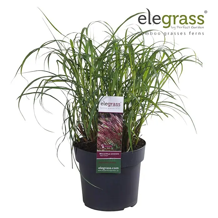 Piardino Garten-Chinaschilf - Miscanthus sinensis 'Red Chief', Topfgröße: 19 cm - Vorderansicht