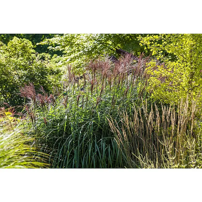 Piardino Garten-Chinaschilf - Miscanthus sinensis 'Red Chief', Topfgröße: 19 cm - Stimmungsaufnahme