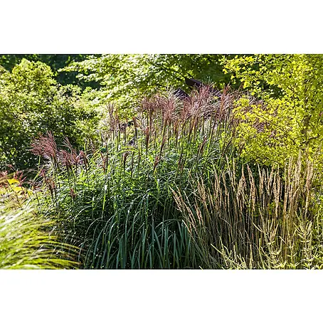 Piardino  Garten-Chinaschilf