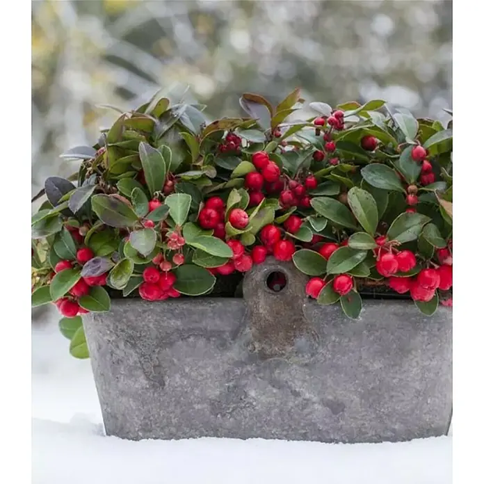 Piardino Gaulteria - Gaultheria procumbens, Tamaño de maceta: 22 cm - Foto ambiente