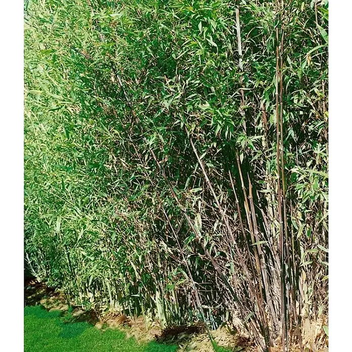 Piardino Phyllostachys aurea - Pseudosasa japonica - Foto ambiente