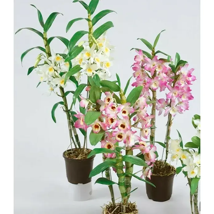 Piardino Zapatito de Venus - Dendrobium nobile mix, Tamaño de maceta: 12 cm, Colores surtidos, En posición vertical - Foto ambiente